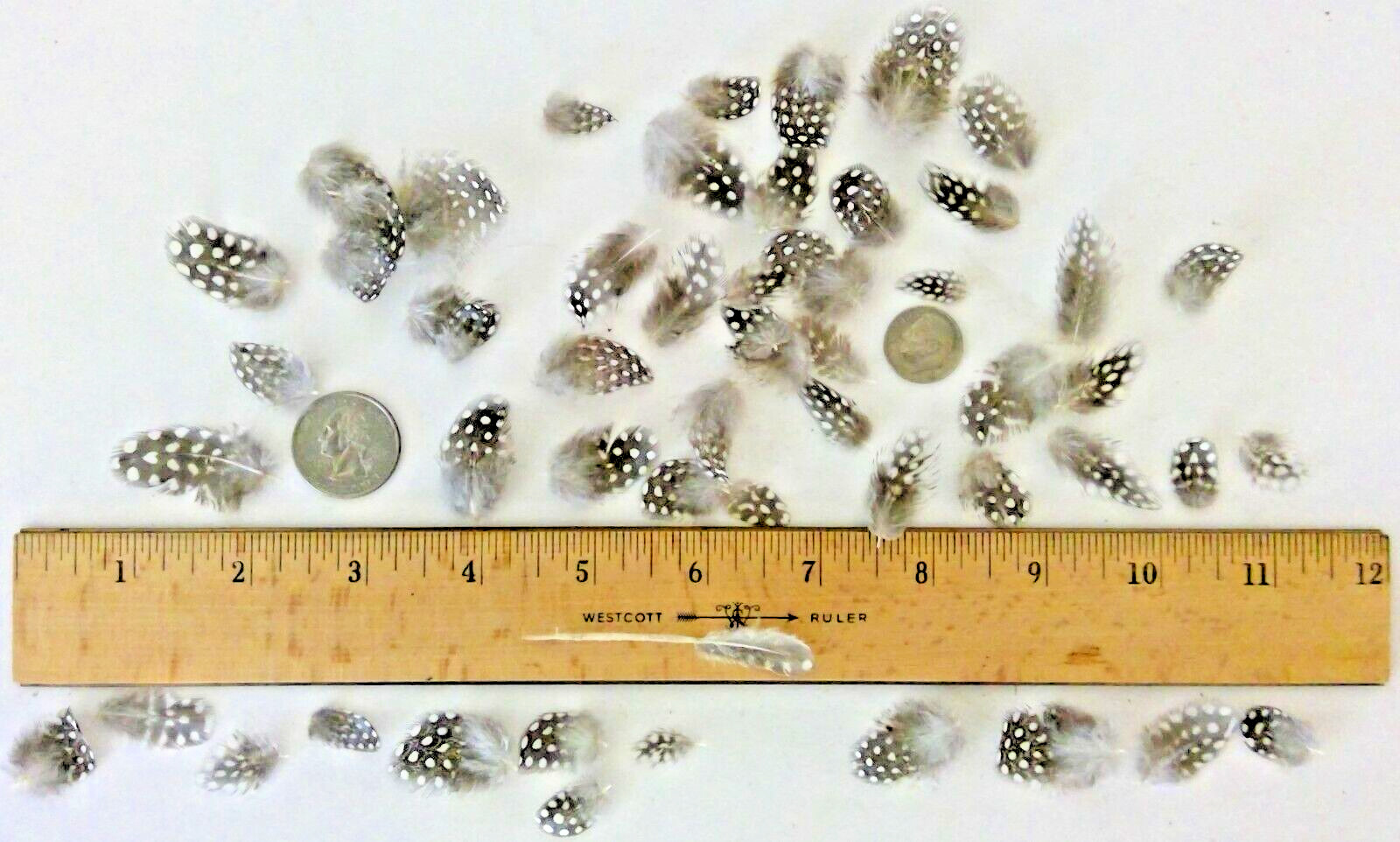 50 Tiny Natural Pearl Guinea Fowl Feathers +/- One Inch Long Cruelty-Free USA