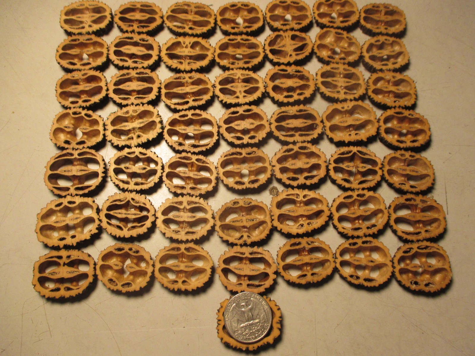 Black Walnut Shells Slices 1-1/4″ X 1/4″ Thick 55 Piece Resin Table Bar Top