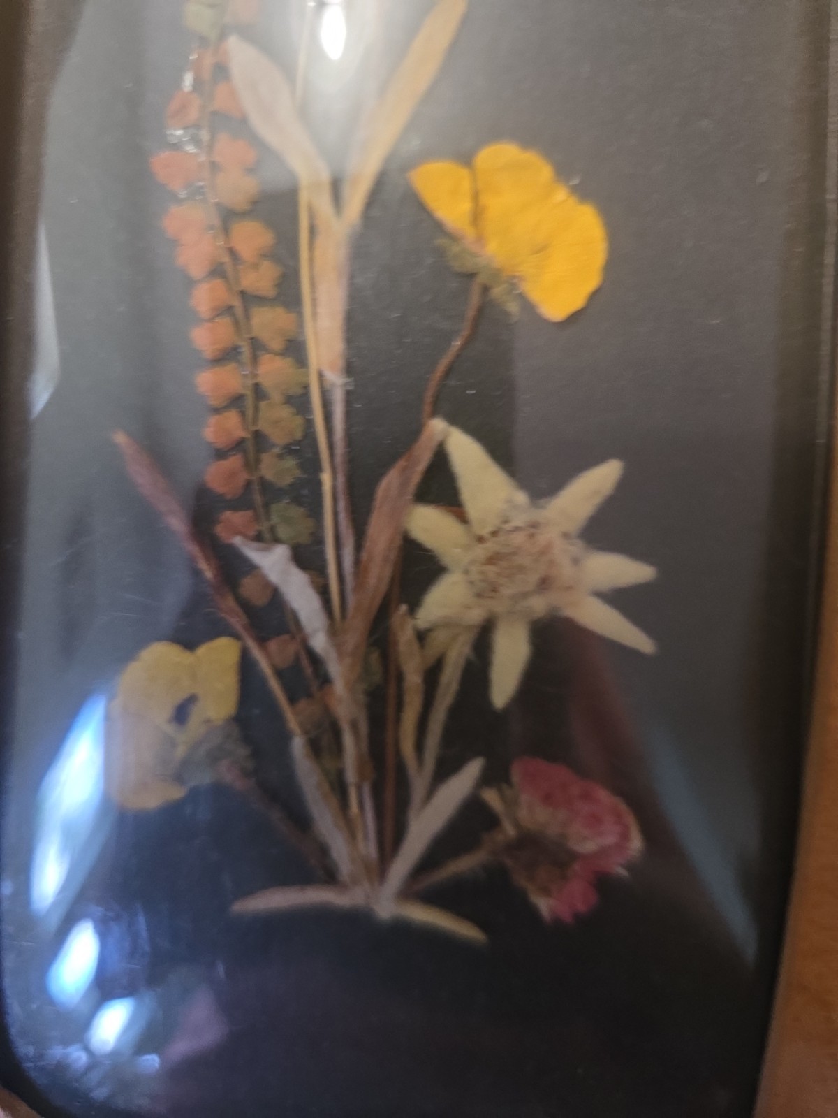 Vintage Floralp Tyrol Austria Pressed Edelweiss Flowers MCM Wood Frame Wall…