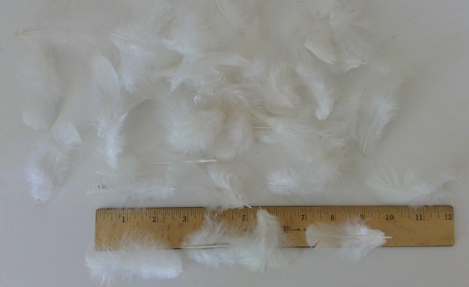 50 Natural Light Brahma Chicken Body Feathers Cruelty-Free USA Mostly White