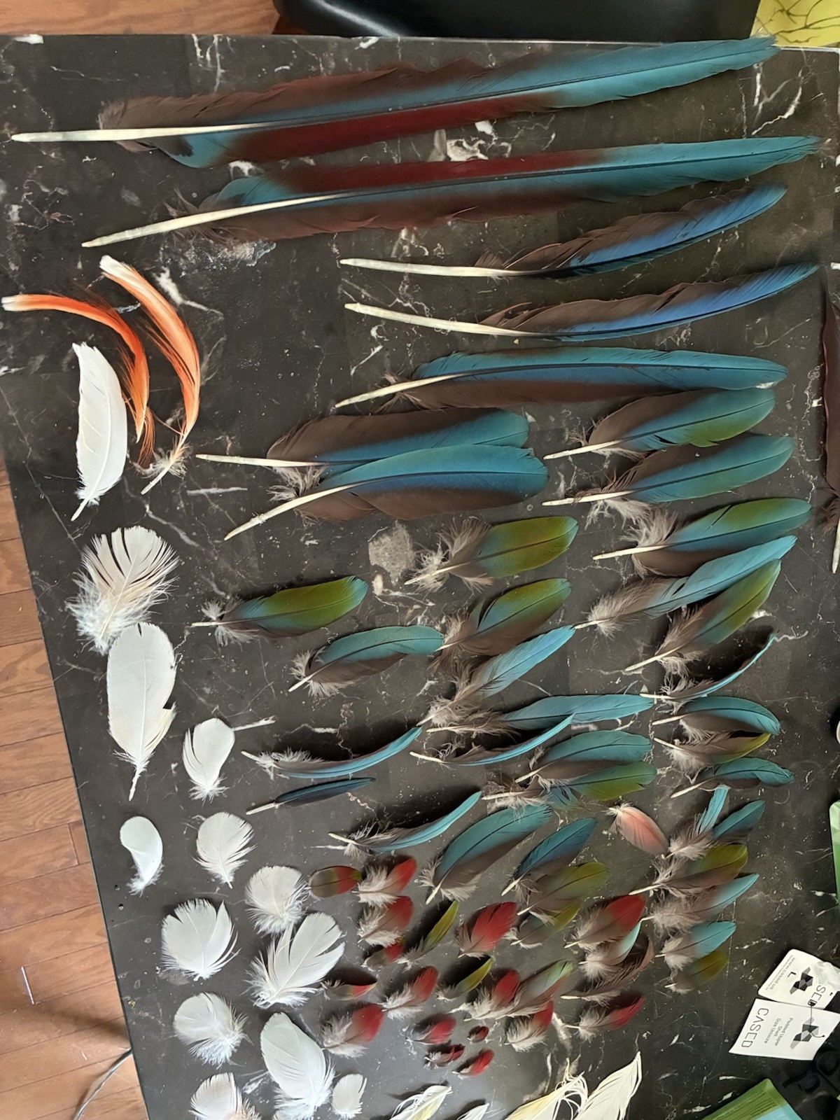 Macaw Parrot Craft Feathers Lot for DIY Projects, Multicolor Assorted Colors B/O