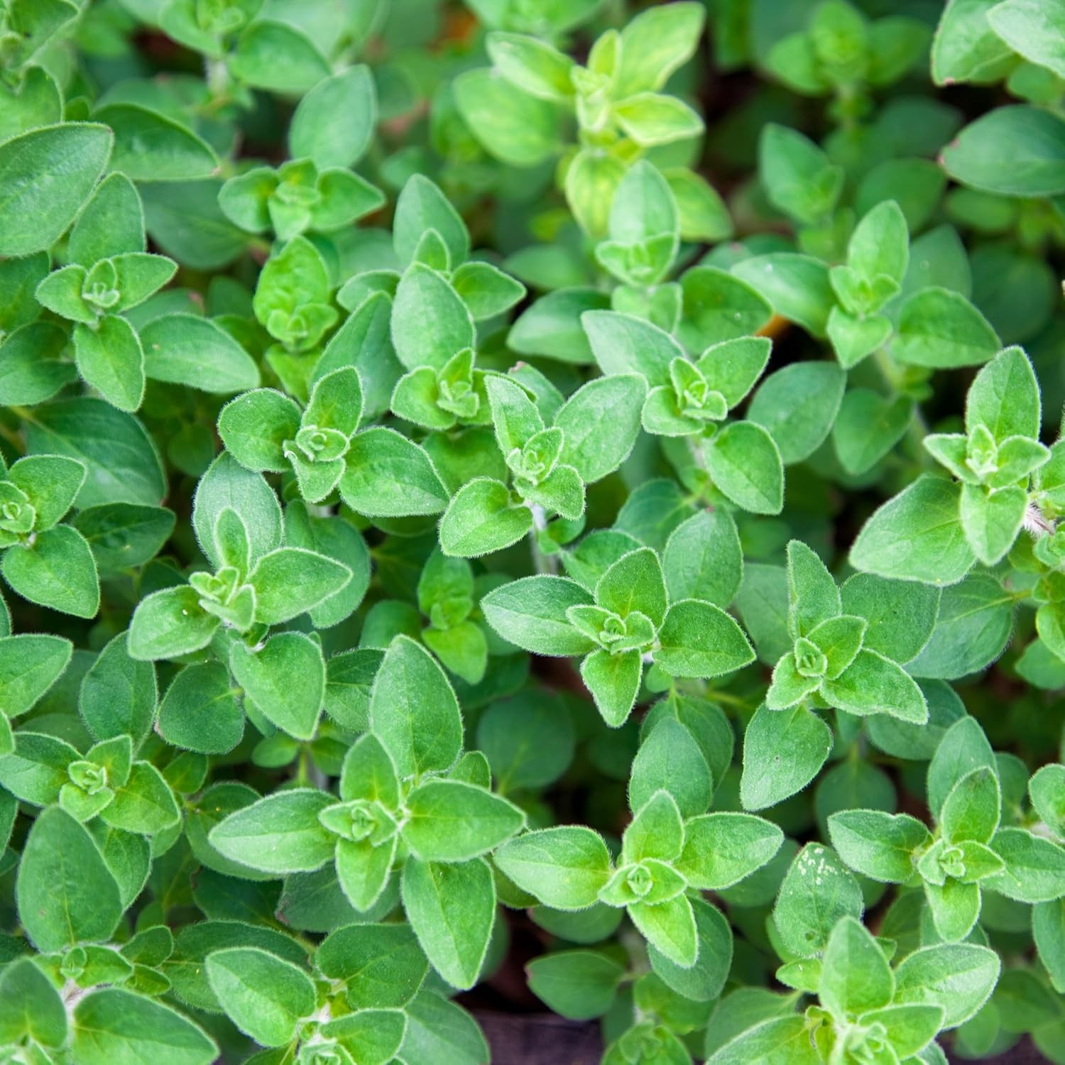 Organic Common Italian Oregano Seeds – USDA Organic, Non-GMO, Open Pollinated, H
