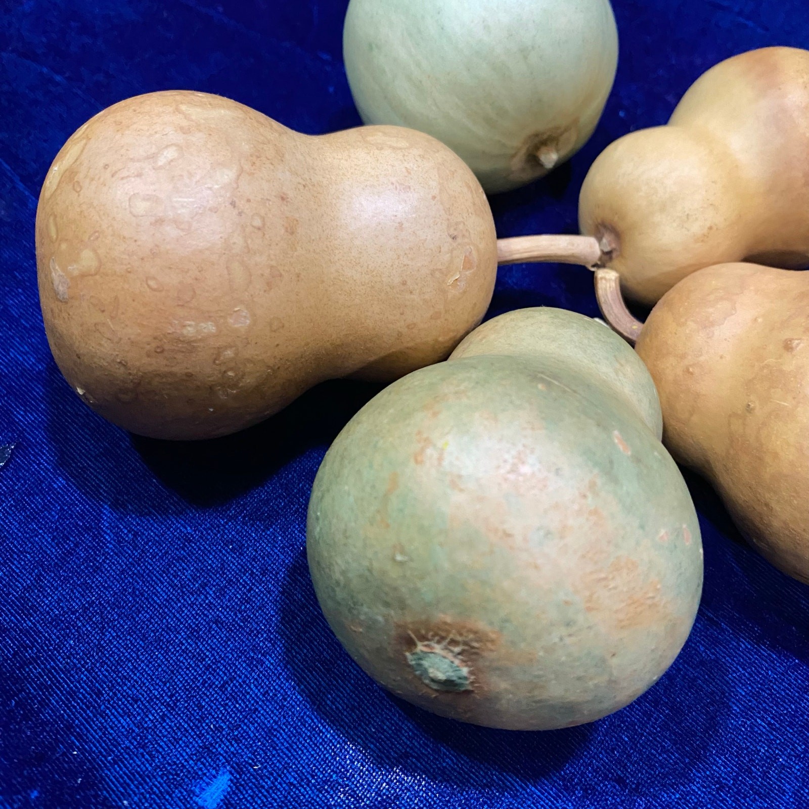 Lot of FIVE (5) Gourds Small Size Pear Shaped Round Dried Natural Color Clean