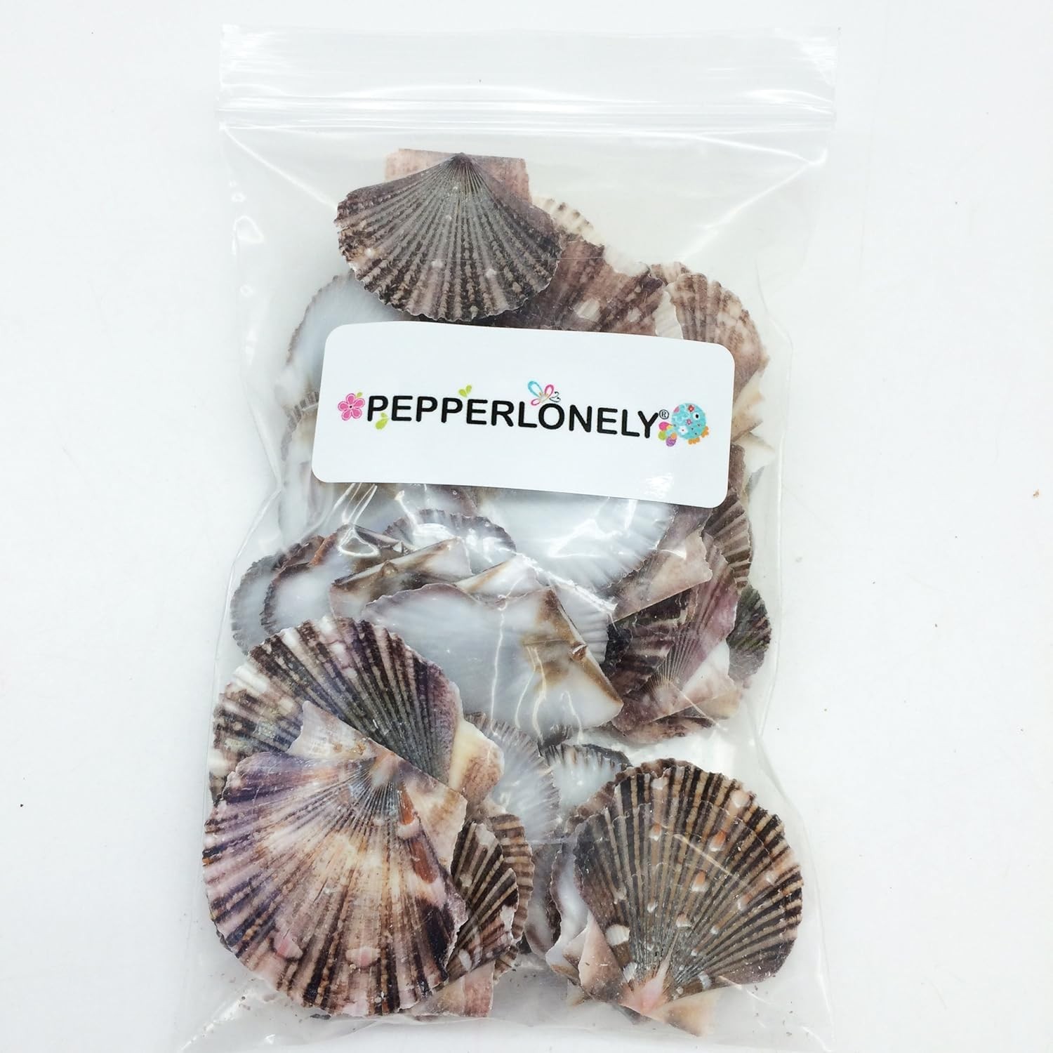 Baby Flat Scallop Sea Shells, 4 OZ Apprx. 60+ PC Shells, 1 Inch ~ 1-1/2 Inch