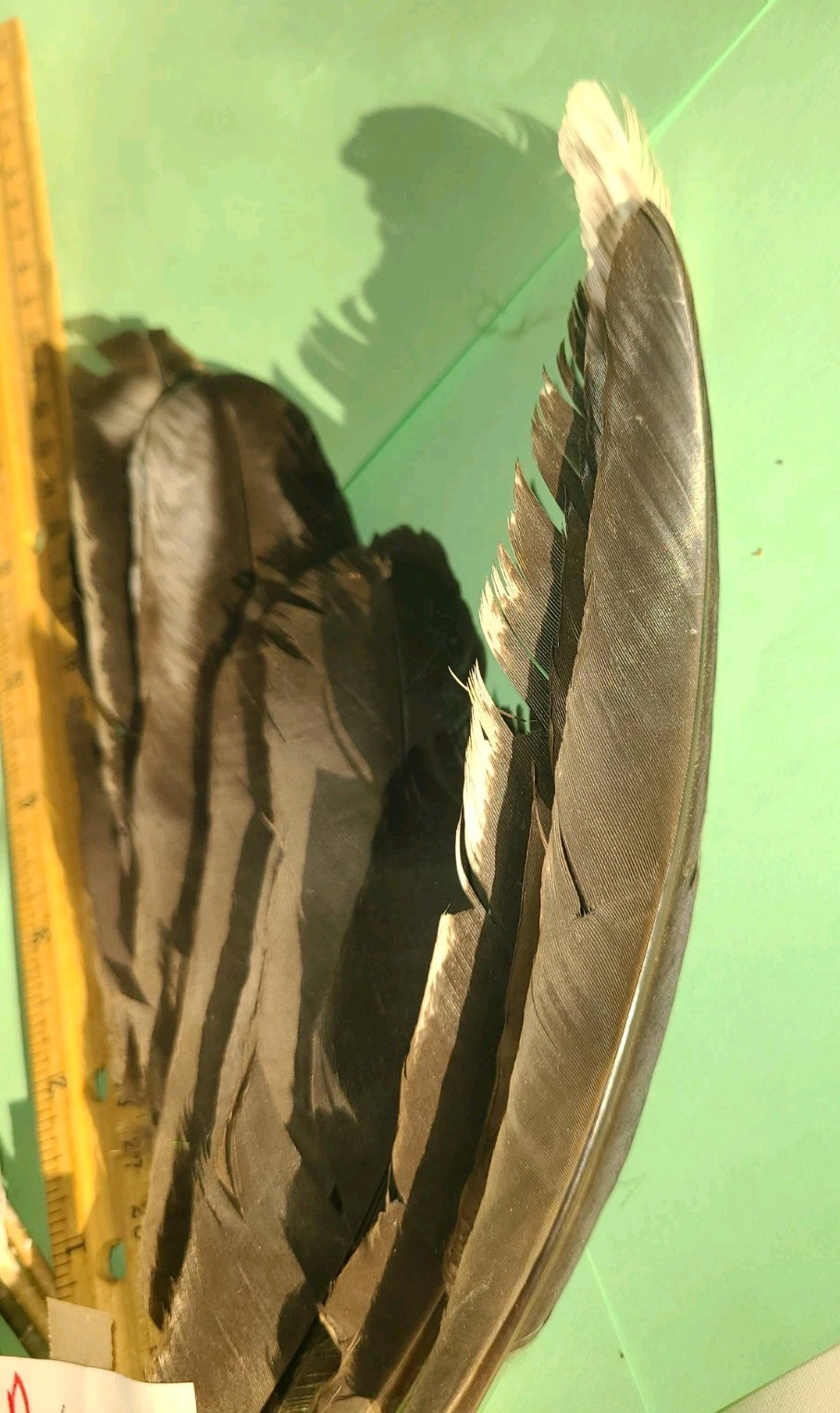 24 Chicken Feathers Wing Body Fly Tying crafts Hats cruelty-free A452