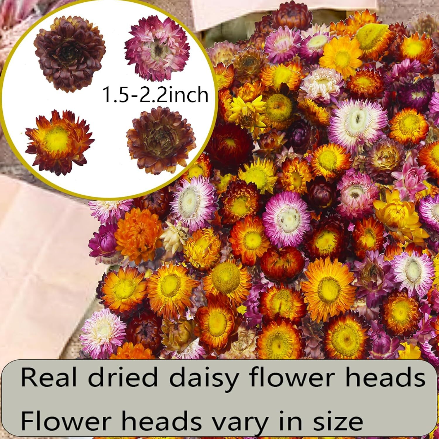 60 Pcs Natural Dried Daisy Flowers Heads Bulk Gerbera Daisies Multicolor Real Su