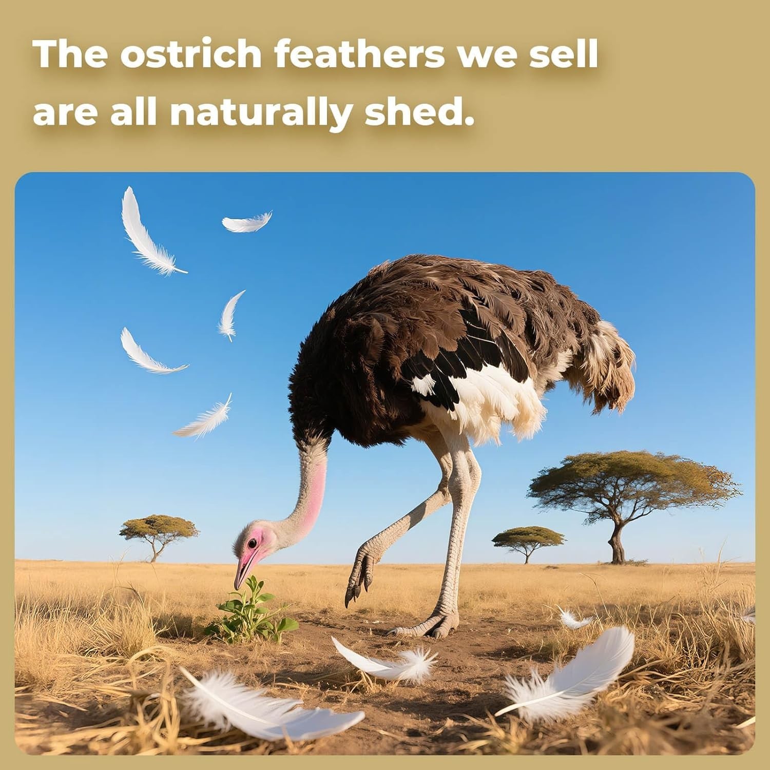 Cruelty-Free 20 Pcs Champagne Ostrich Feathers (6-8”) for Memorable Celebrations