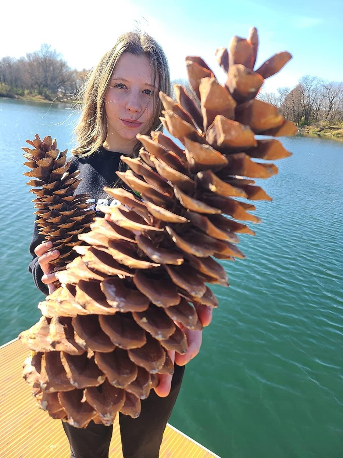 Sugar Pine Cones – Biggest Pine Cones, Great for Seasonal Decoration, 10-14 inch