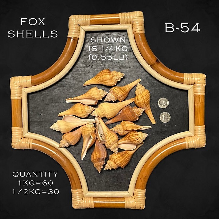 Fox Shells/B54 – 1.1 LB. (APPROX. 30 PCS) – $0.11/PIECE