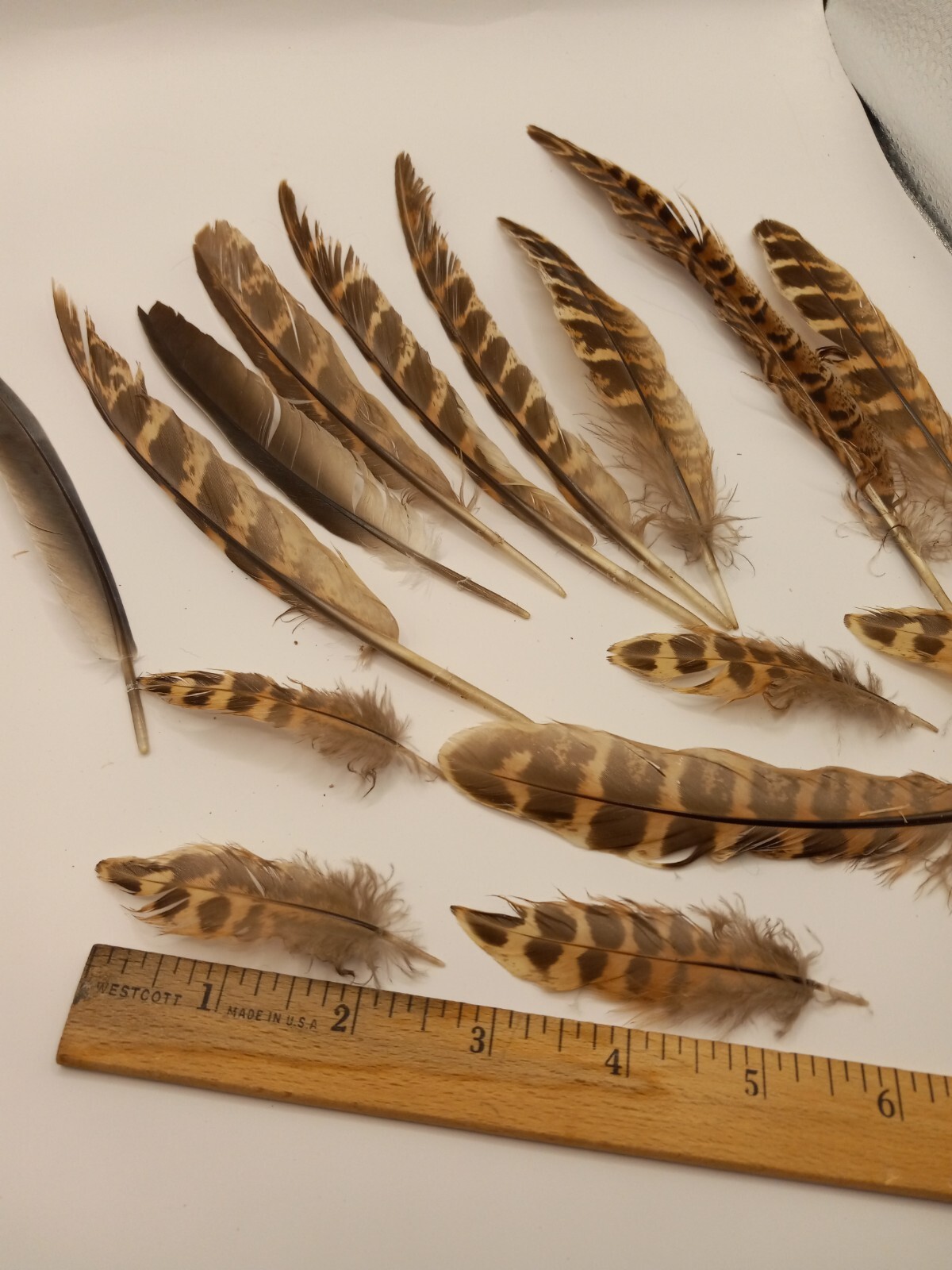 cruelty free found PHEASANT and other Natural Feathers