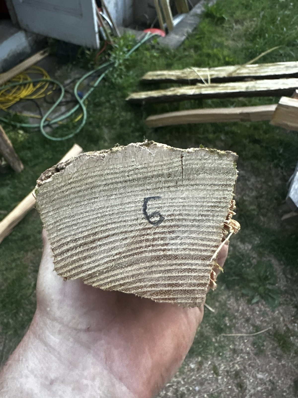 Premium Grade, Aged And Cured Black Locust Bow Staves