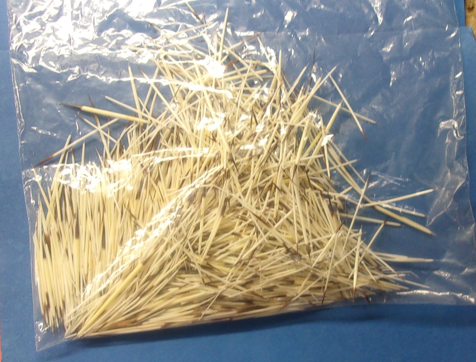 North American Porcupine Quills WASHED 1/2 oz. Bag for Crafts Bead Work Jewelry
