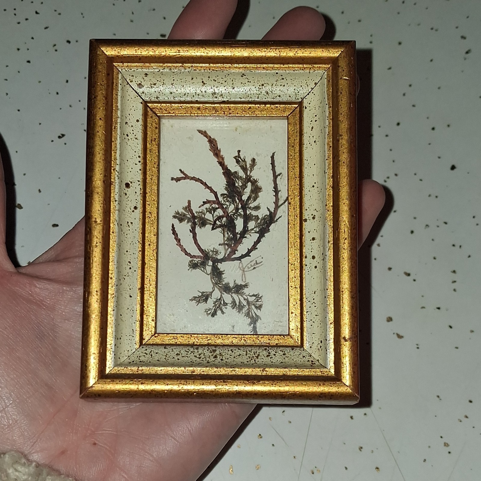 Framed Dried Flower Botanical Art Gold Frame Multiple Plant Parts