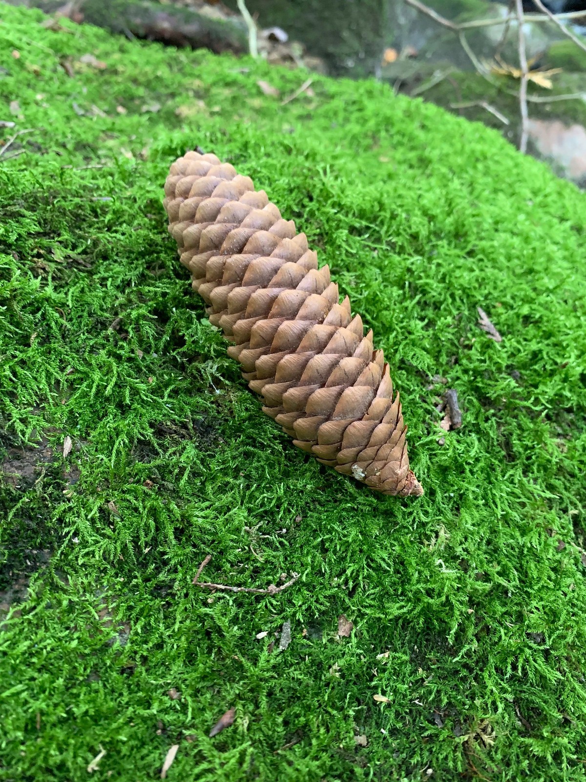 Pine Cones, Larger, Norway Spruce, 25 count, not weathered or gray