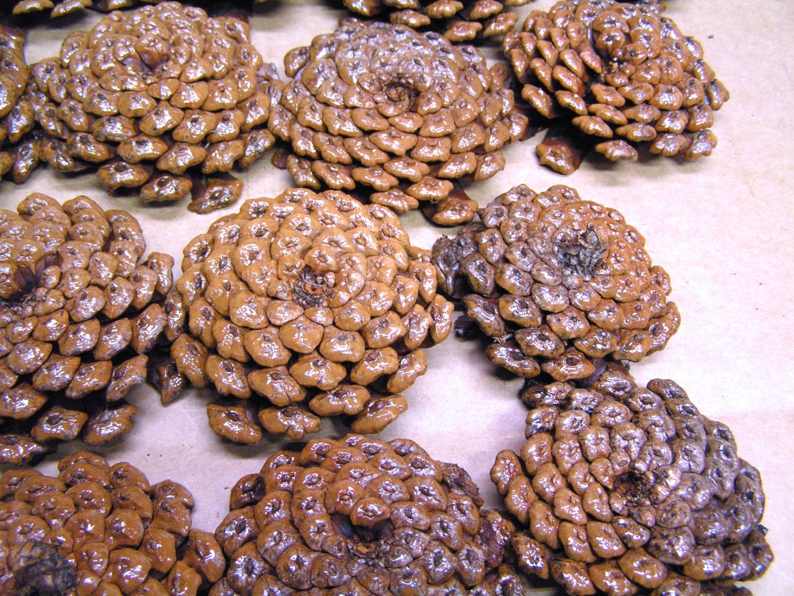 TWENTY THREE Pine cone flowers, crafting slices, zinnia flowers, wreaths, KKS