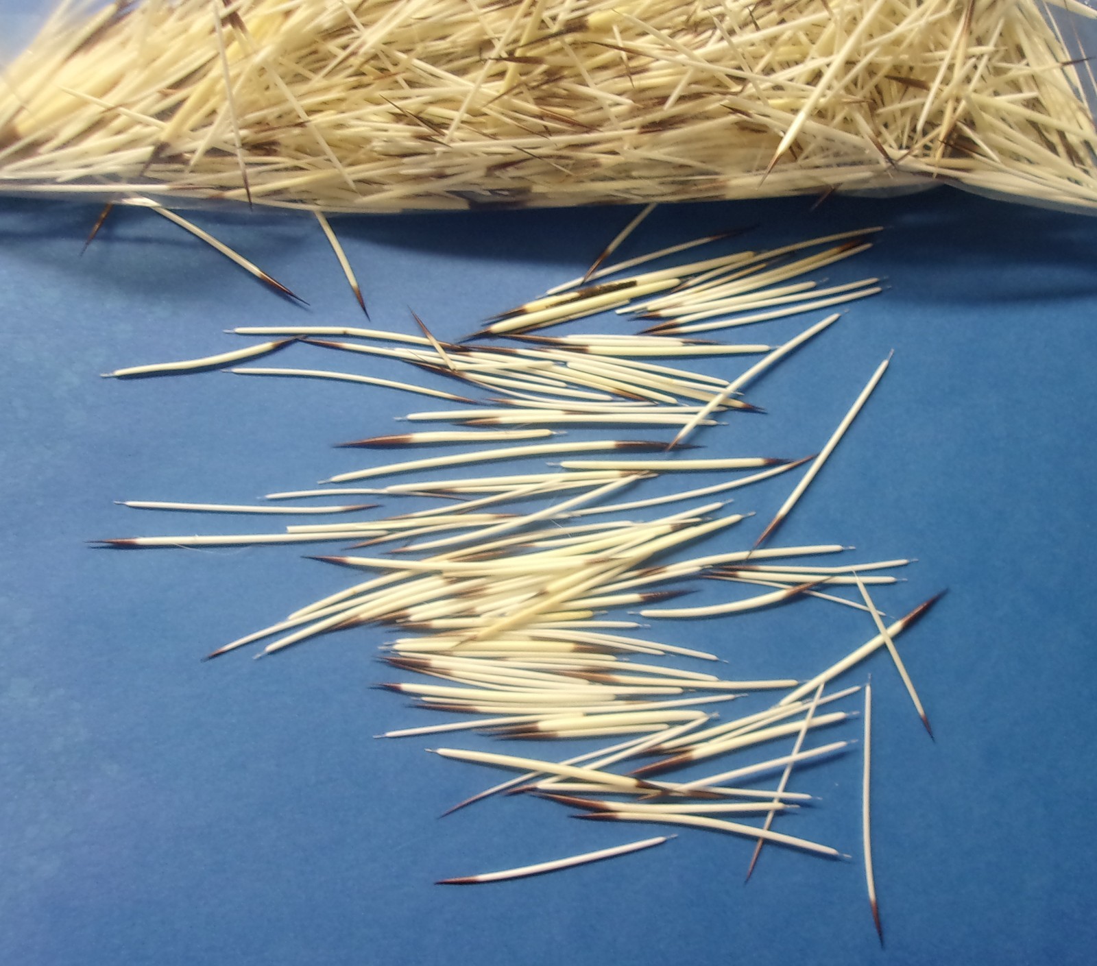 North American Porcupine Quills WASHED 1/2 oz. Bag for Crafts Bead Work Jewelry