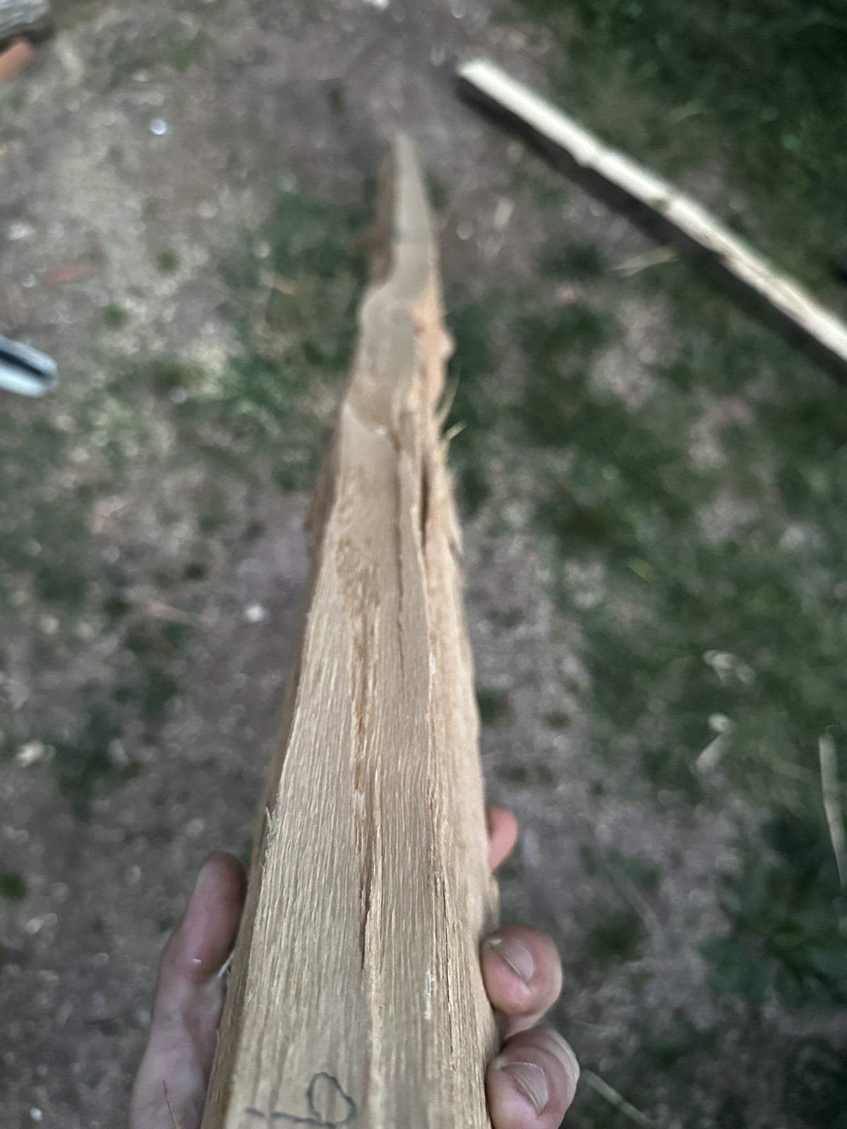 Premium Grade, Aged And Cured Black Locust Bow Staves