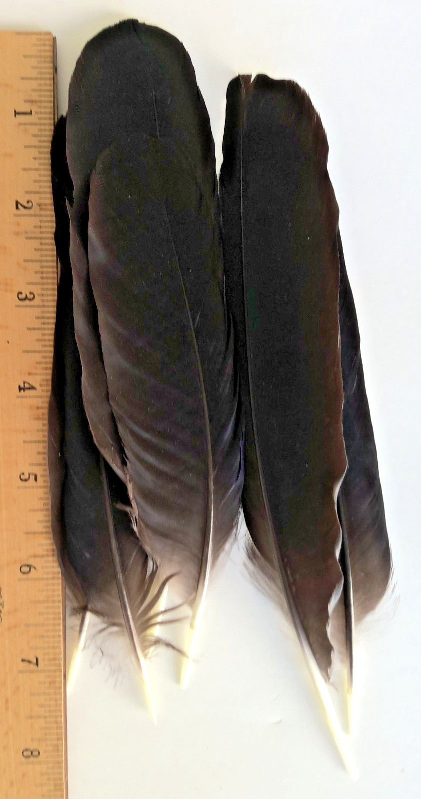 15 Solid Black Wyandotte Chicken Hen ~ 5 – 7+” Tail Feathers Cruelty-Free USA