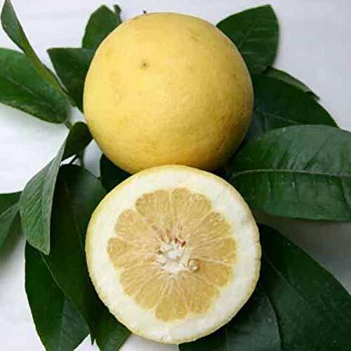 100% Pure Essential Oil | 10ml (White Grapefruit)