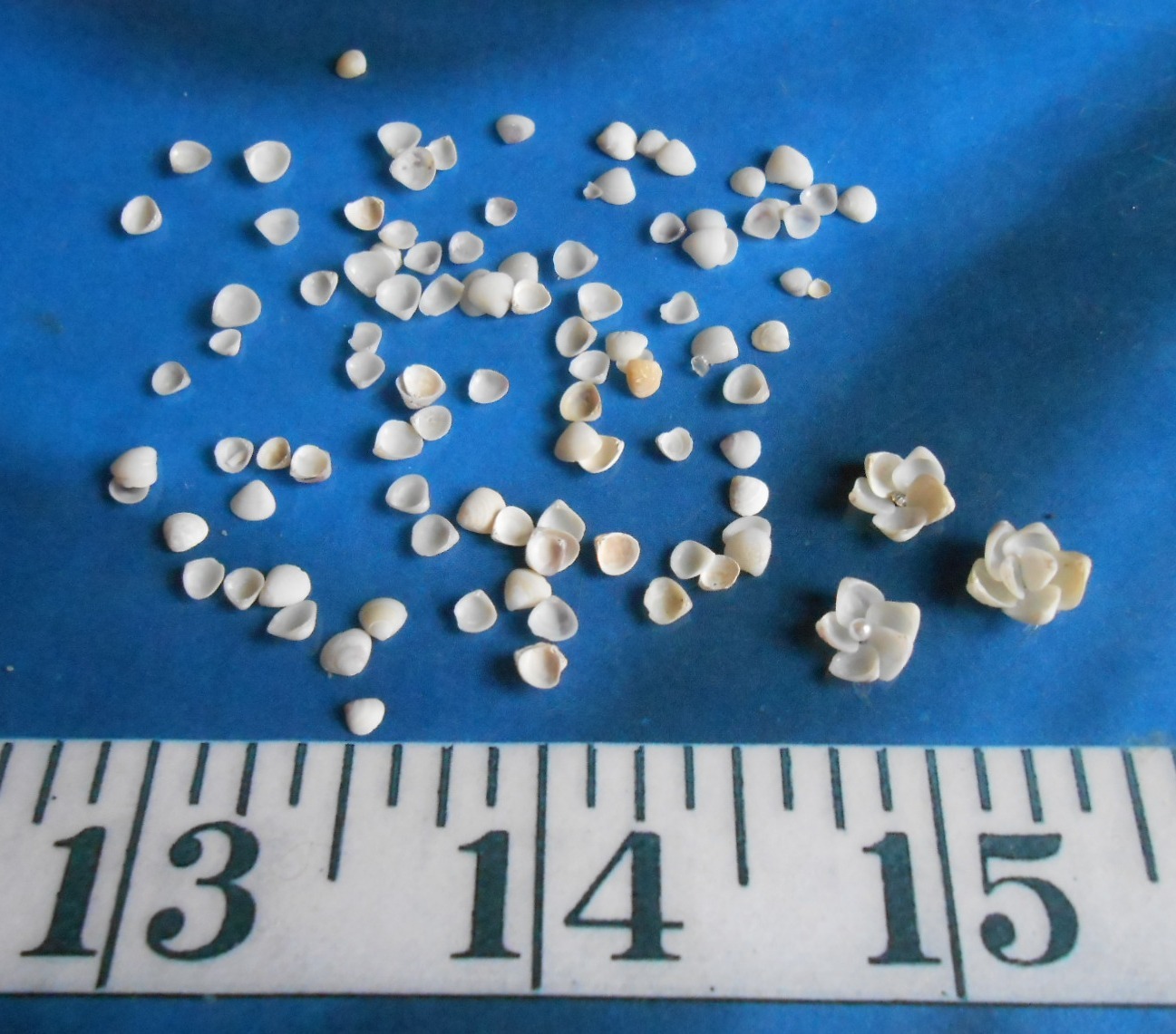~ Gem Shells ~ White/Ivory/Purple ~ *UNSORTED* ~ 1 Tbsp ~ Sailor’s Valentines ~