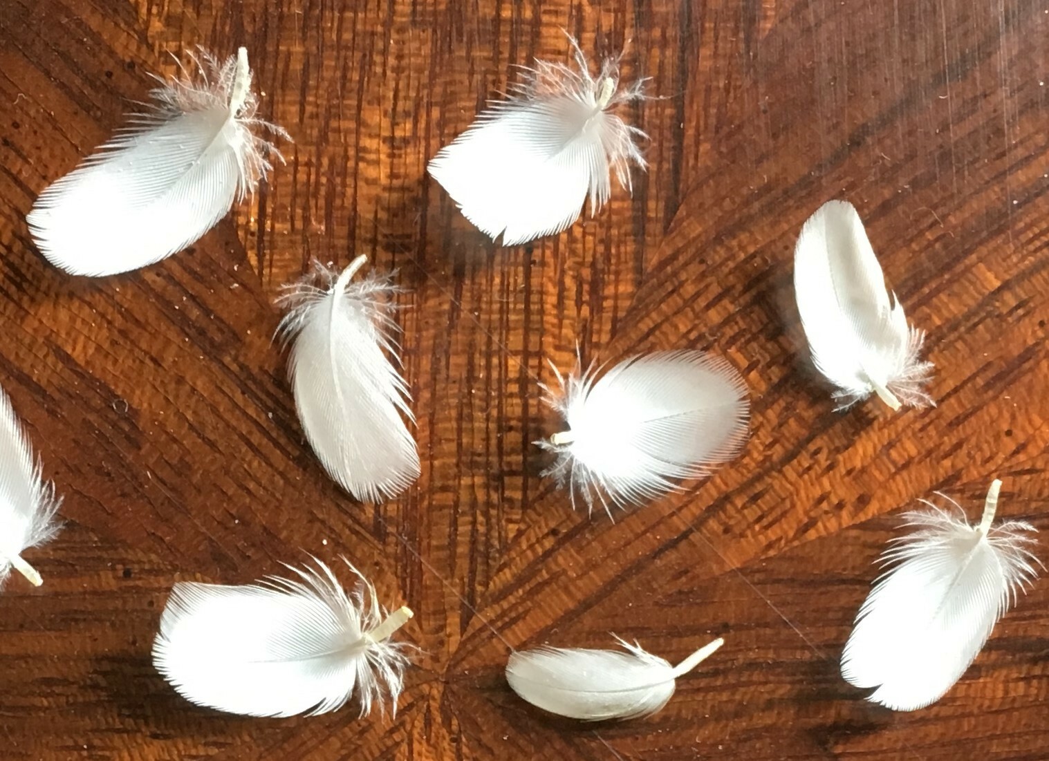 Tiniest Natural White Goose Feathers, 1/2″ +/-, Cruelty-Free, 24pc.
