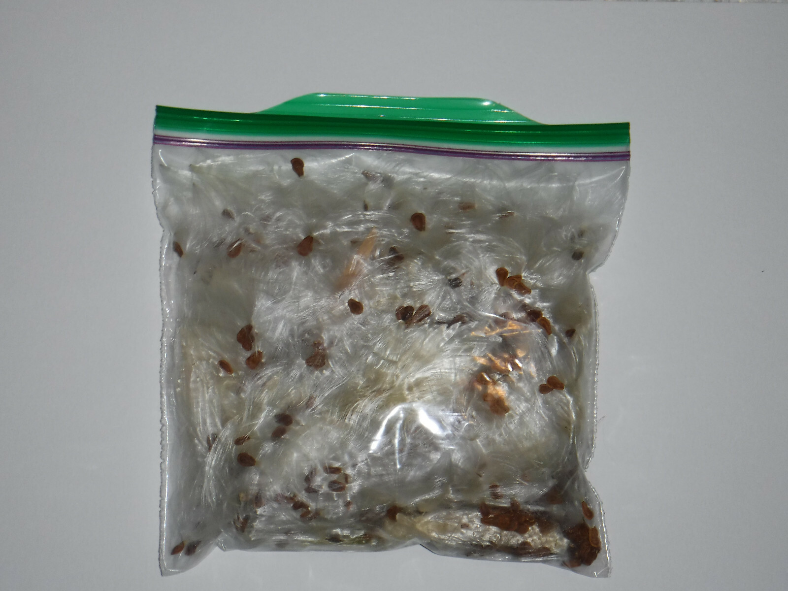 1/2+ oz Bag Milkweed Seed Fluff Floss Wind Checker Arts Crafts Fire Starters