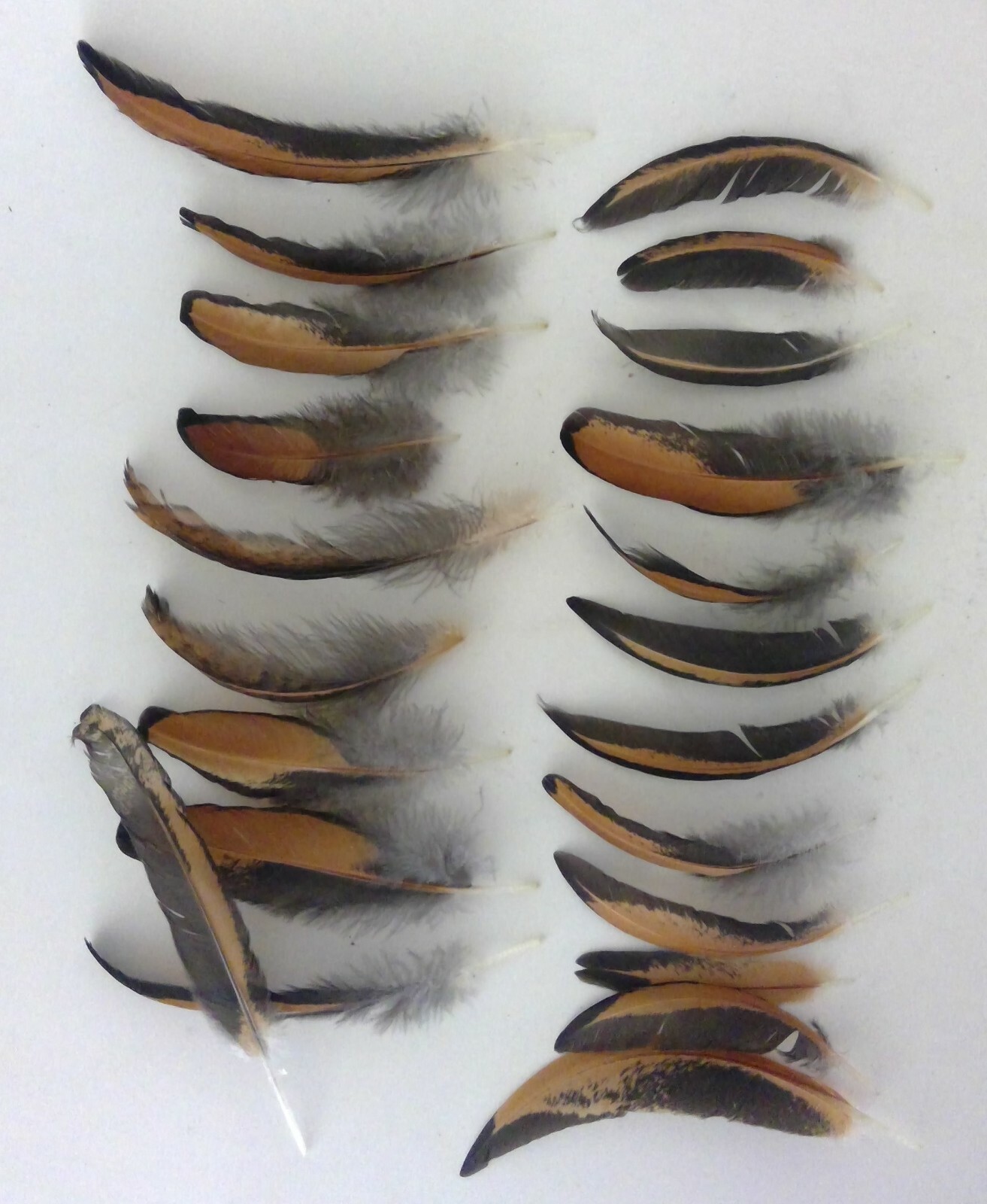 20 Wyandotte Chicken Hen 2-5″ Wing Body Feathers Cruelty-Free Black Orange-Gold1