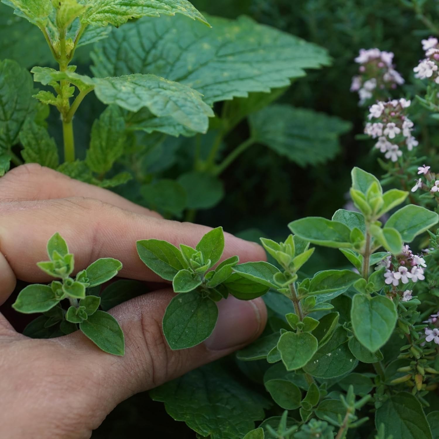 Organic Common Italian Oregano Seeds – USDA Organic, Non-GMO, Open Pollinated, H