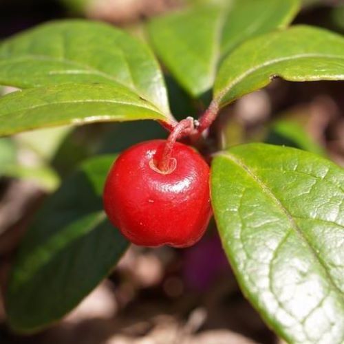 WINTERGREEN Fragrance Oil to craft Candles Soaps Lotions Bath products
