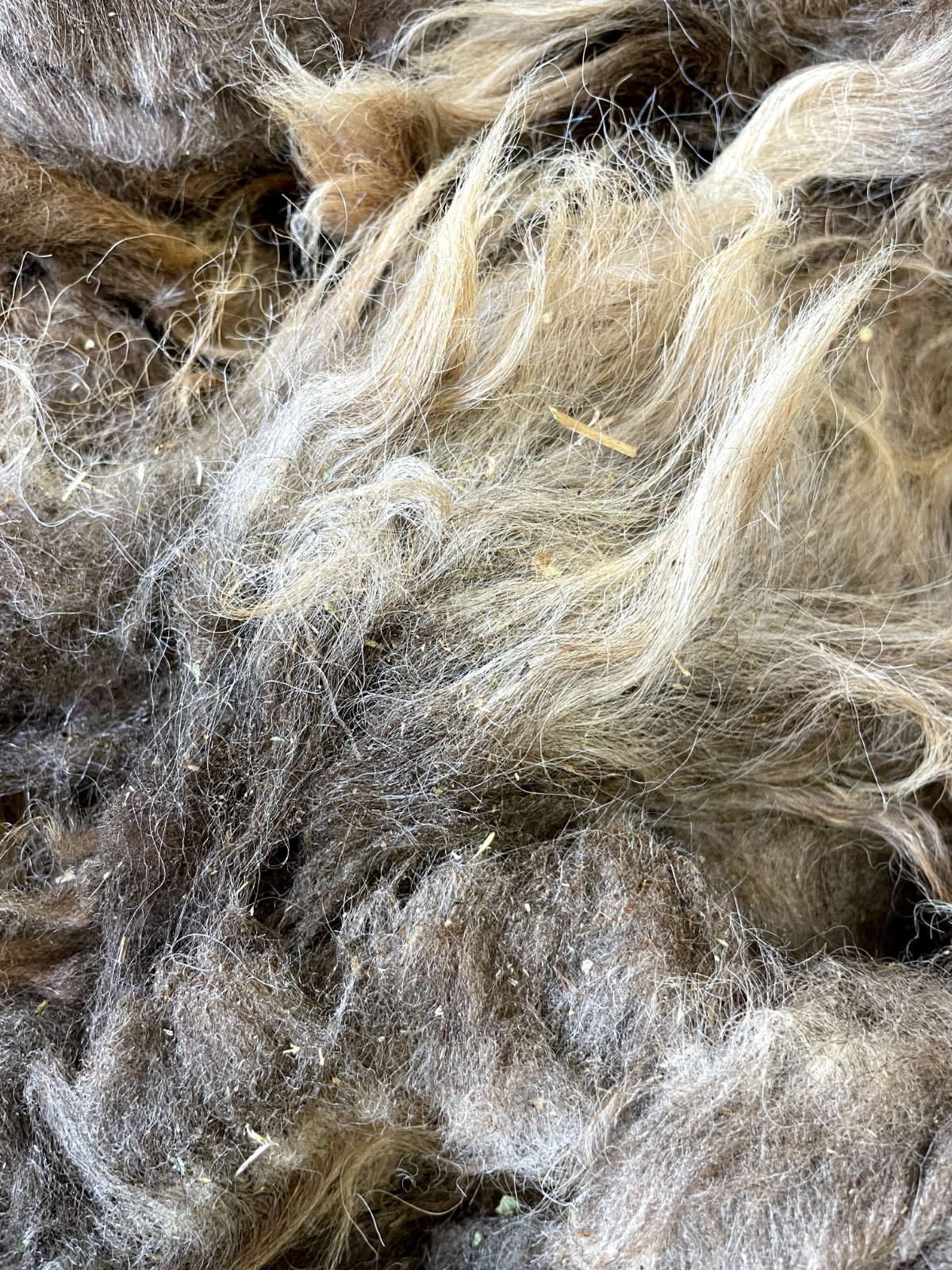 2+lbs Navajo Churro Sheep Wool fiber fleece spinning weaving felting locks hair