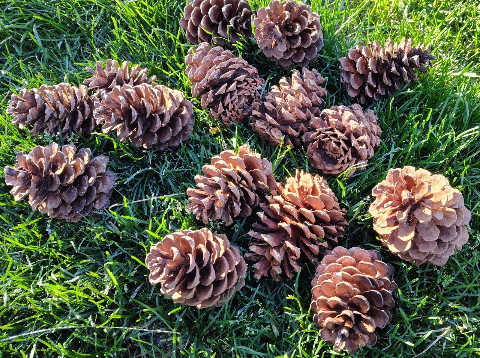 15 Pacific Northwest Natural Ponderosa Pine Cones, 3-5 inches Crafts Decor