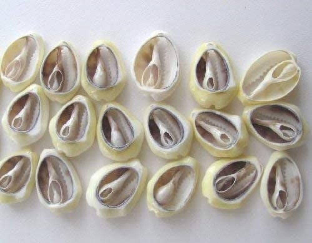 100 Pcs White and Lvory Natural Cowrie Shells Beads 0.12 Inches, White, Ivory