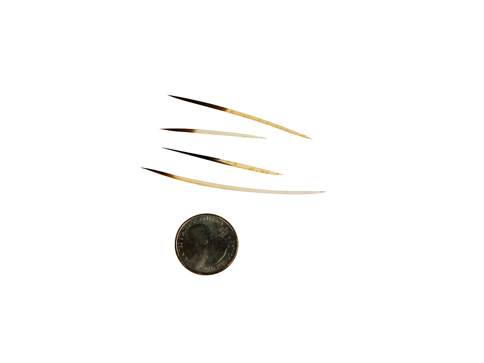 North American Porcupine Quills: 1/2 oz. Bag (184-01) A4