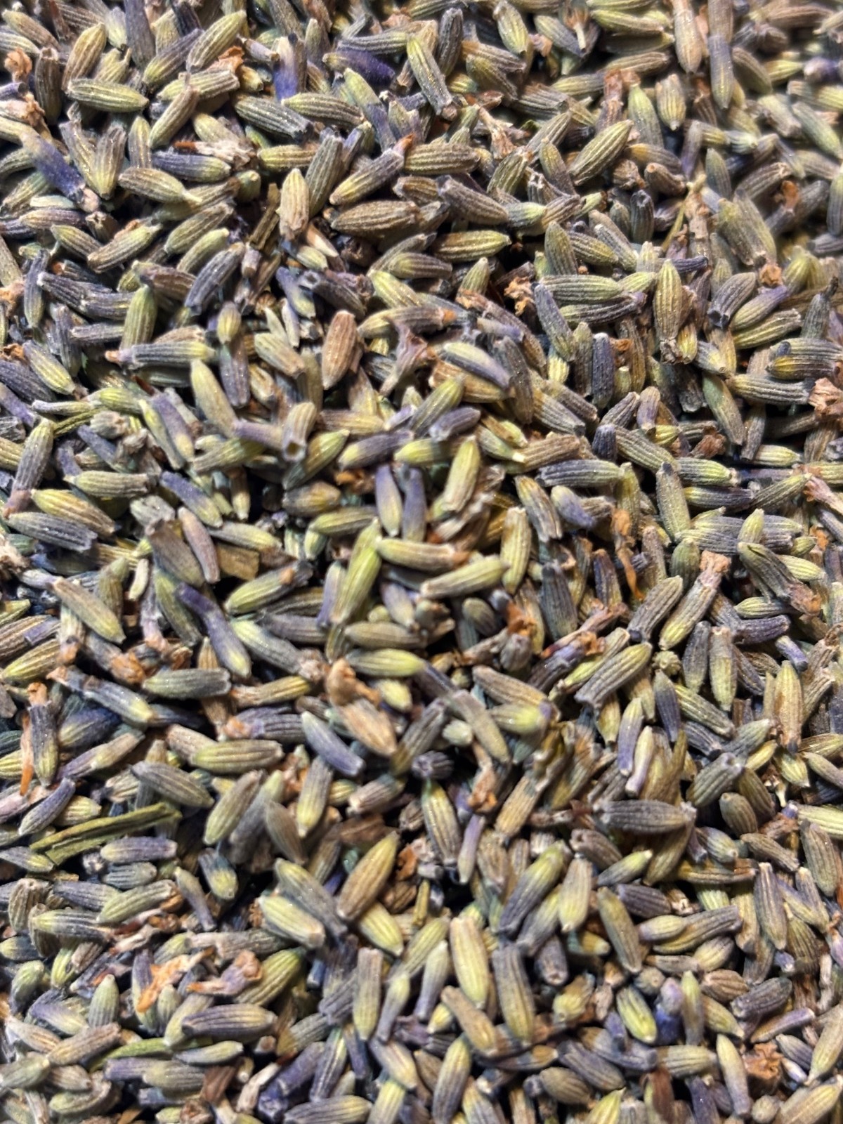 Fresh Dried Lavender (1 pound) Buds from GROSSO (French Variety) strong aroma