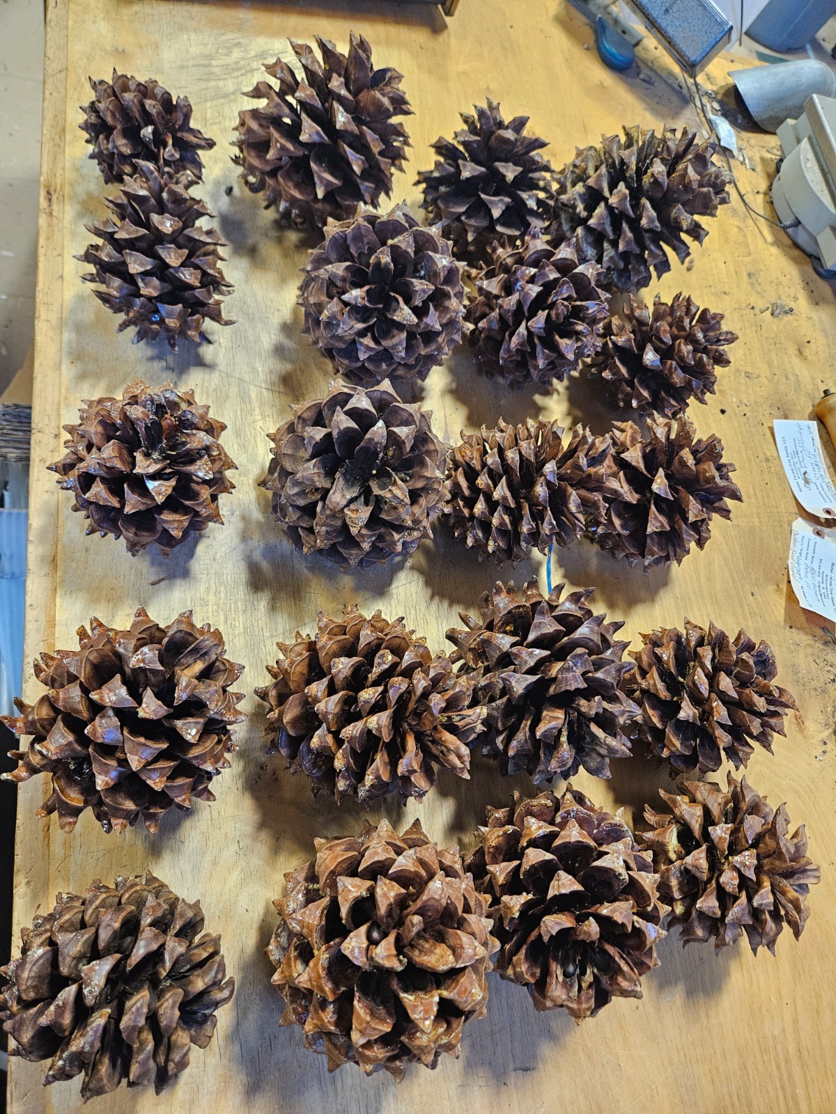 5 Gray Pine Cones, Pinus sabiniana, Digger Pine, California Foothills Pine