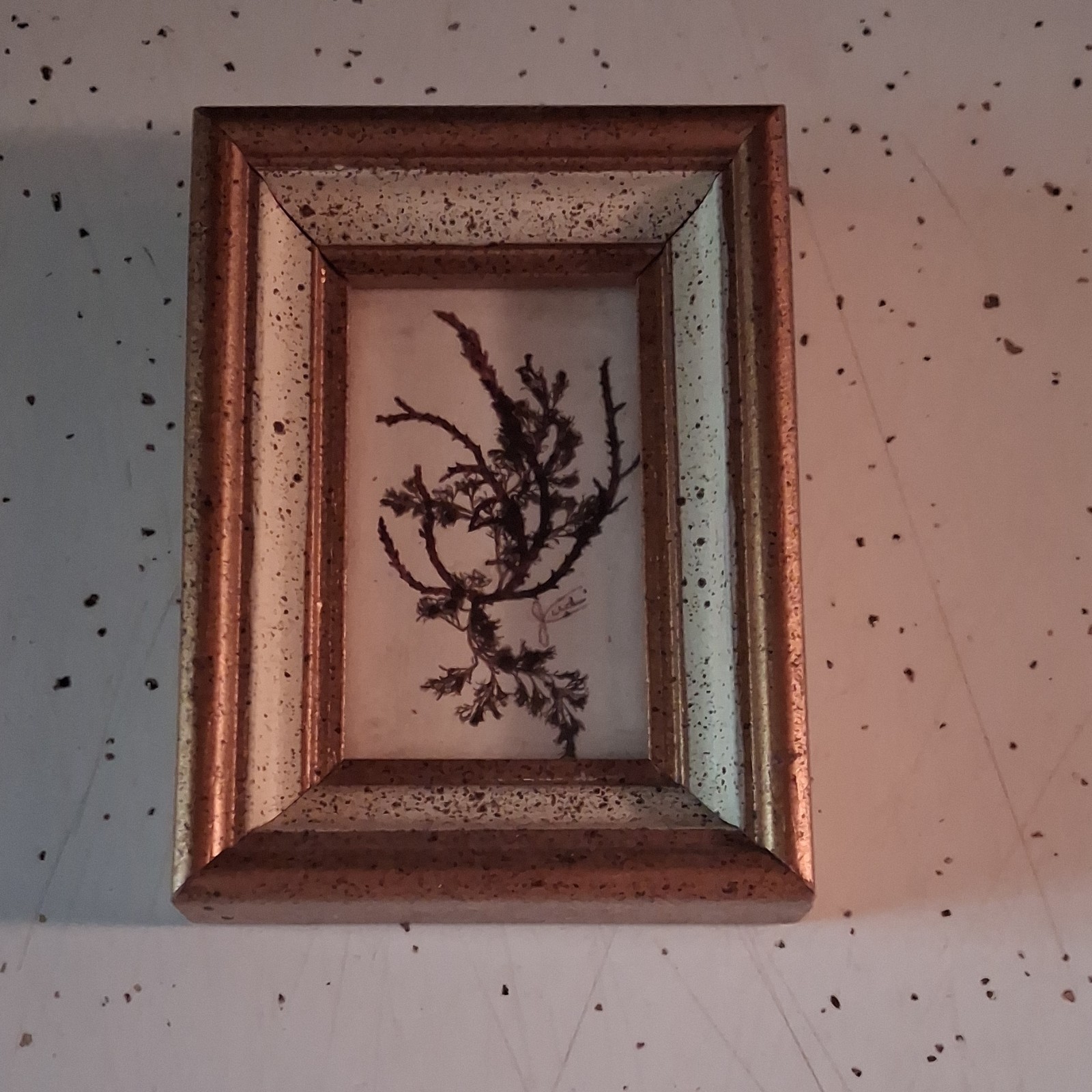 Framed Dried Flower Botanical Art Gold Frame Multiple Plant Parts