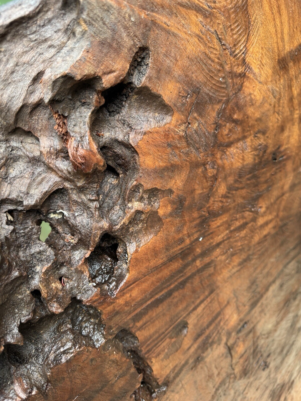 1296 Camphor burl wood turning blank ,hybrid Scale,Dried,52”x 27”x 2 1/4”