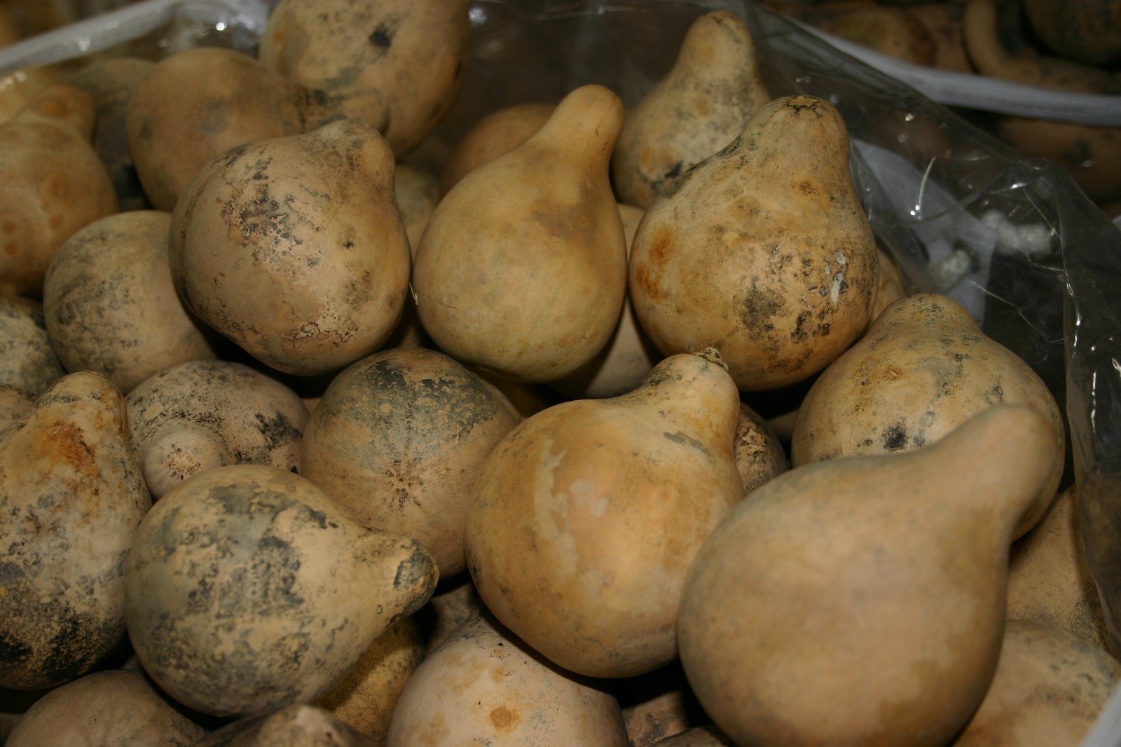 GOURDS 50 PEAR SHAPED GOURDS ( DRIED, CLEAN, & CRAFT READY)