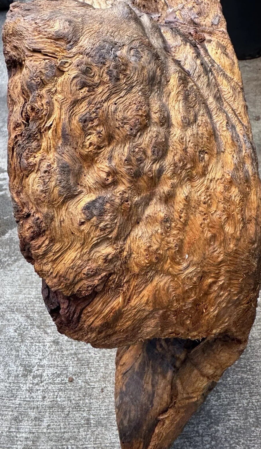 12106 Camphor burl wood turning blank ,hybrid Scale,Dried, 30”x 15”x 6”