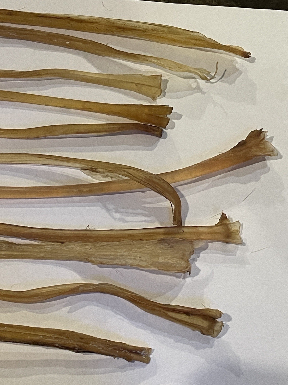 Deer Leg Sinew 11 Pieces Genuine Primitive Crafts Bow Arrow Native Authentic US