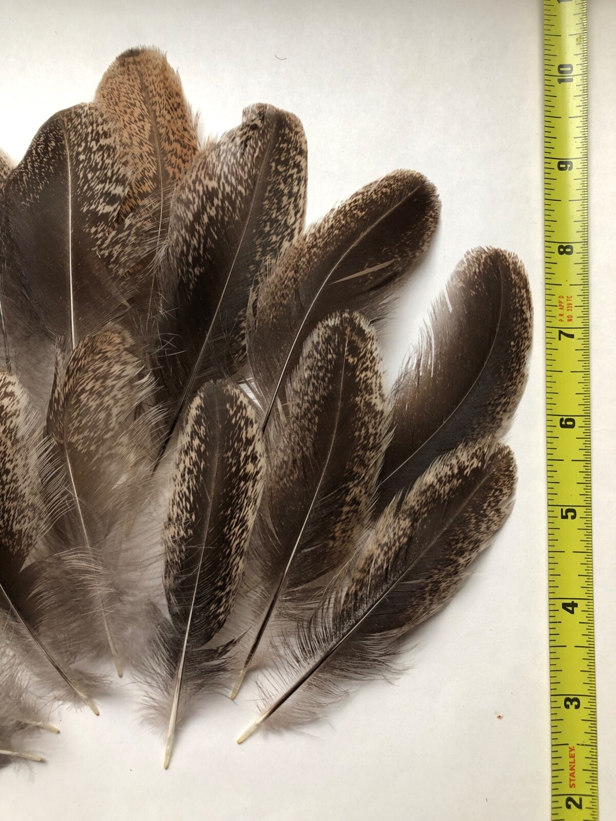Lot 15 Fancy Black Speckled USA Chicken Crafting Feathers Natural Cruelty Free