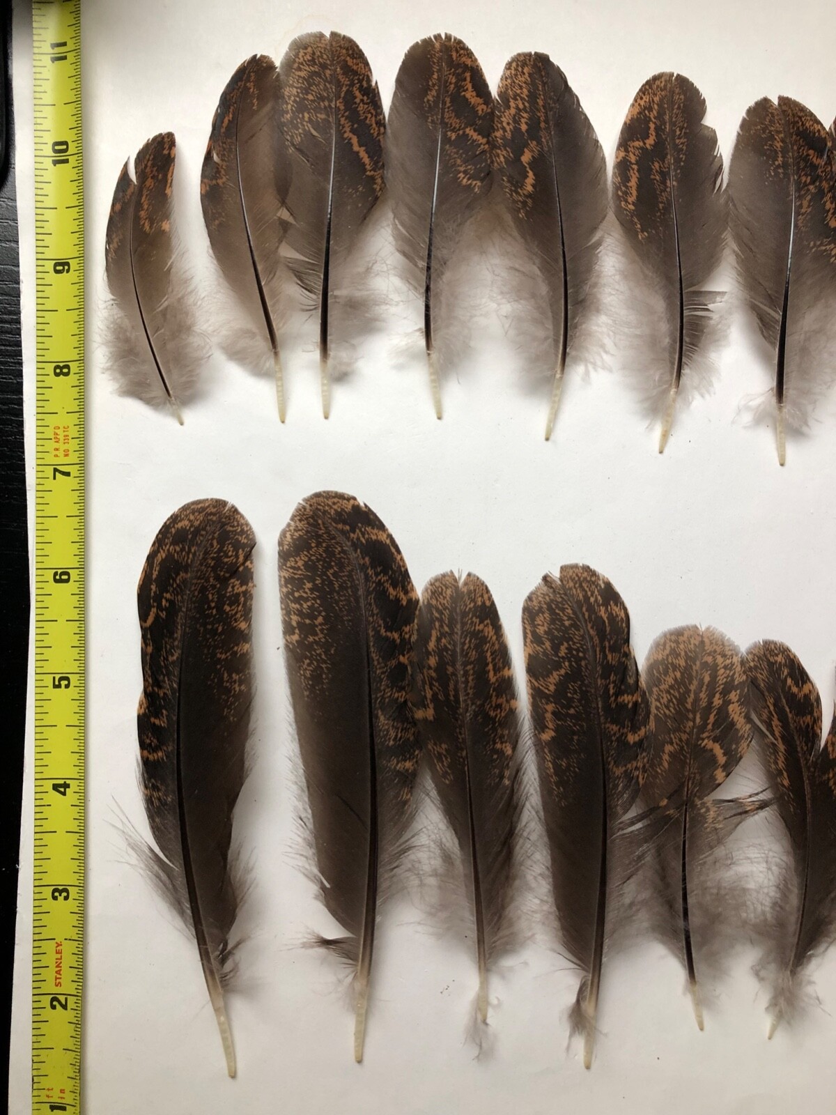 Lot 20 Fancy Black & Brown USA Chicken Wing Feathers Real Natural Cruelty Free
