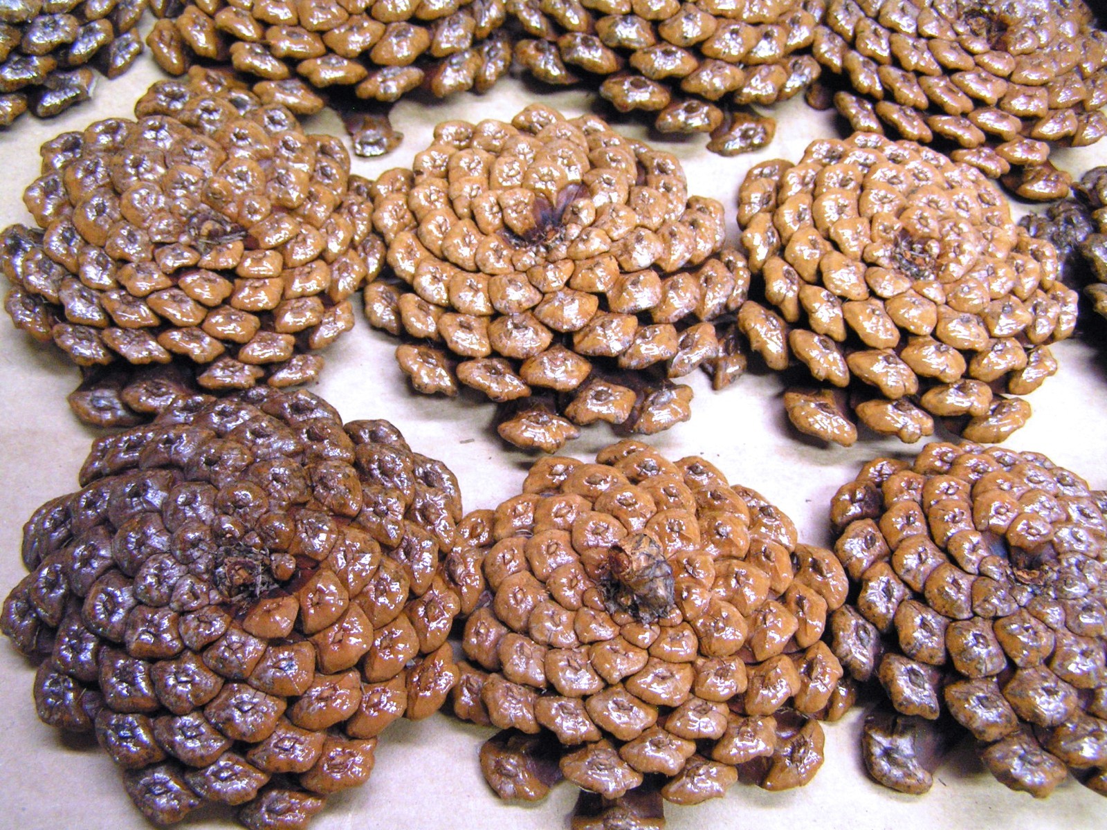 TWENTY THREE Pine cone flowers, crafting slices, zinnia flowers, wreaths, KKS