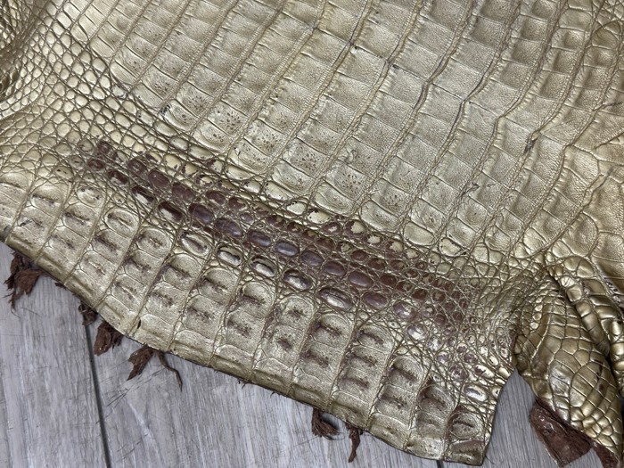 Low Grade Gold Caiman Crocodile belly Hide Leather Skin real alligator Croc 495
