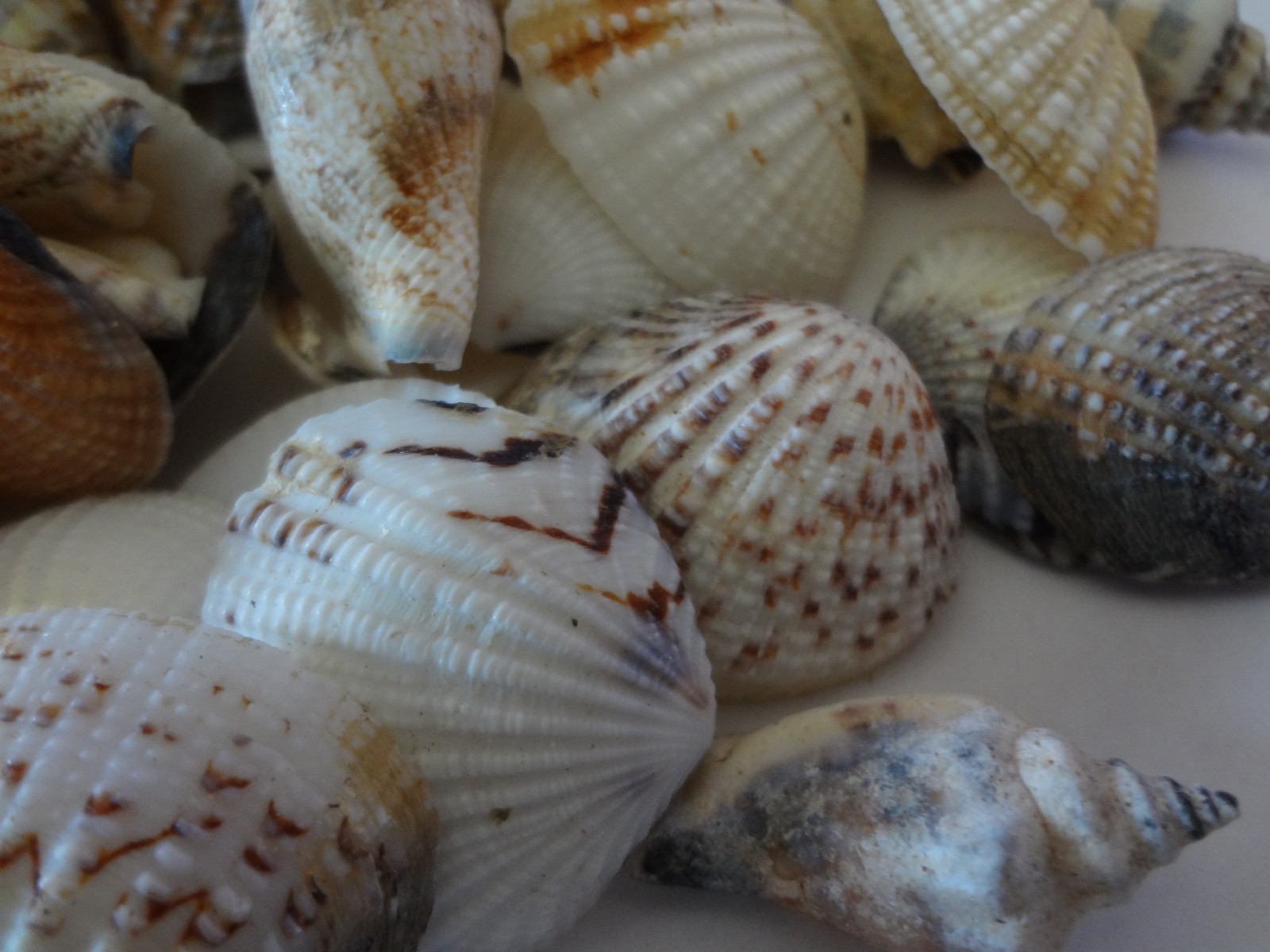 Seashells 2 Pounds lbs Medium Assorted Mix Bulk Decorative Arts Crafts