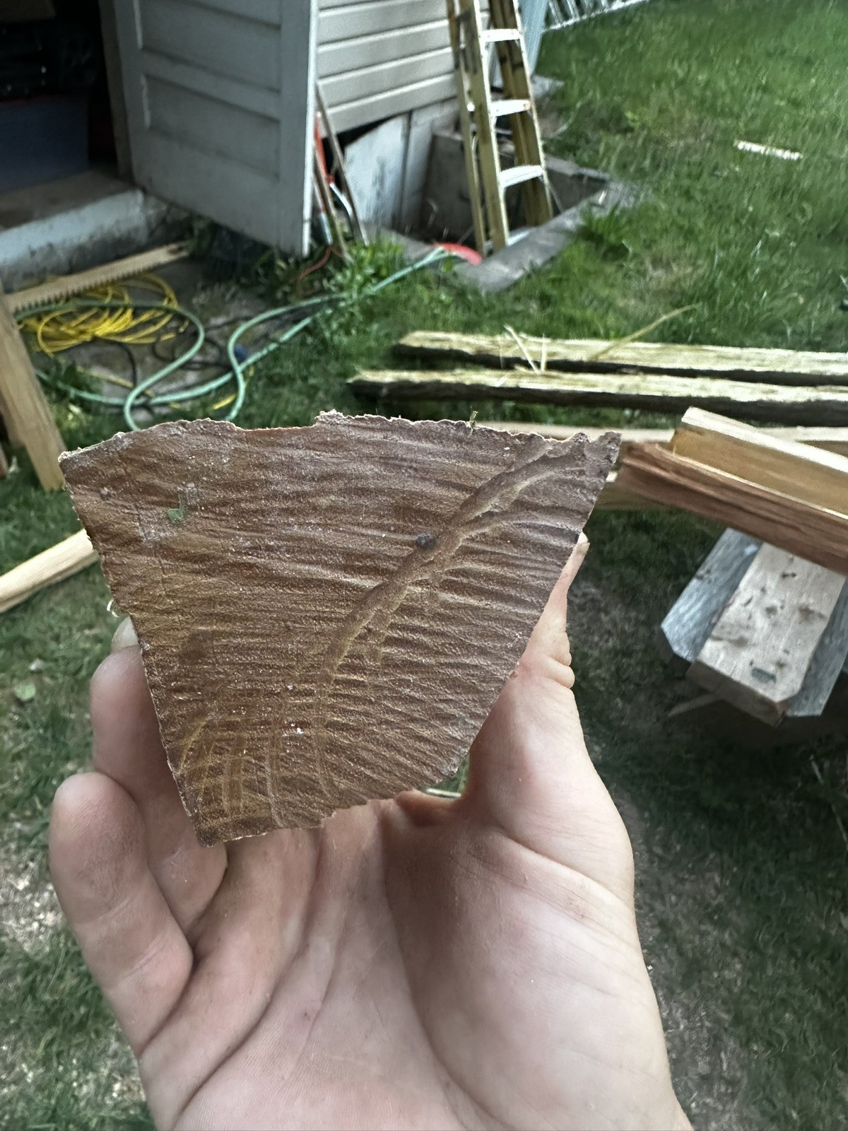 Premium Grade, Aged And Cured Black Locust Bow Staves
