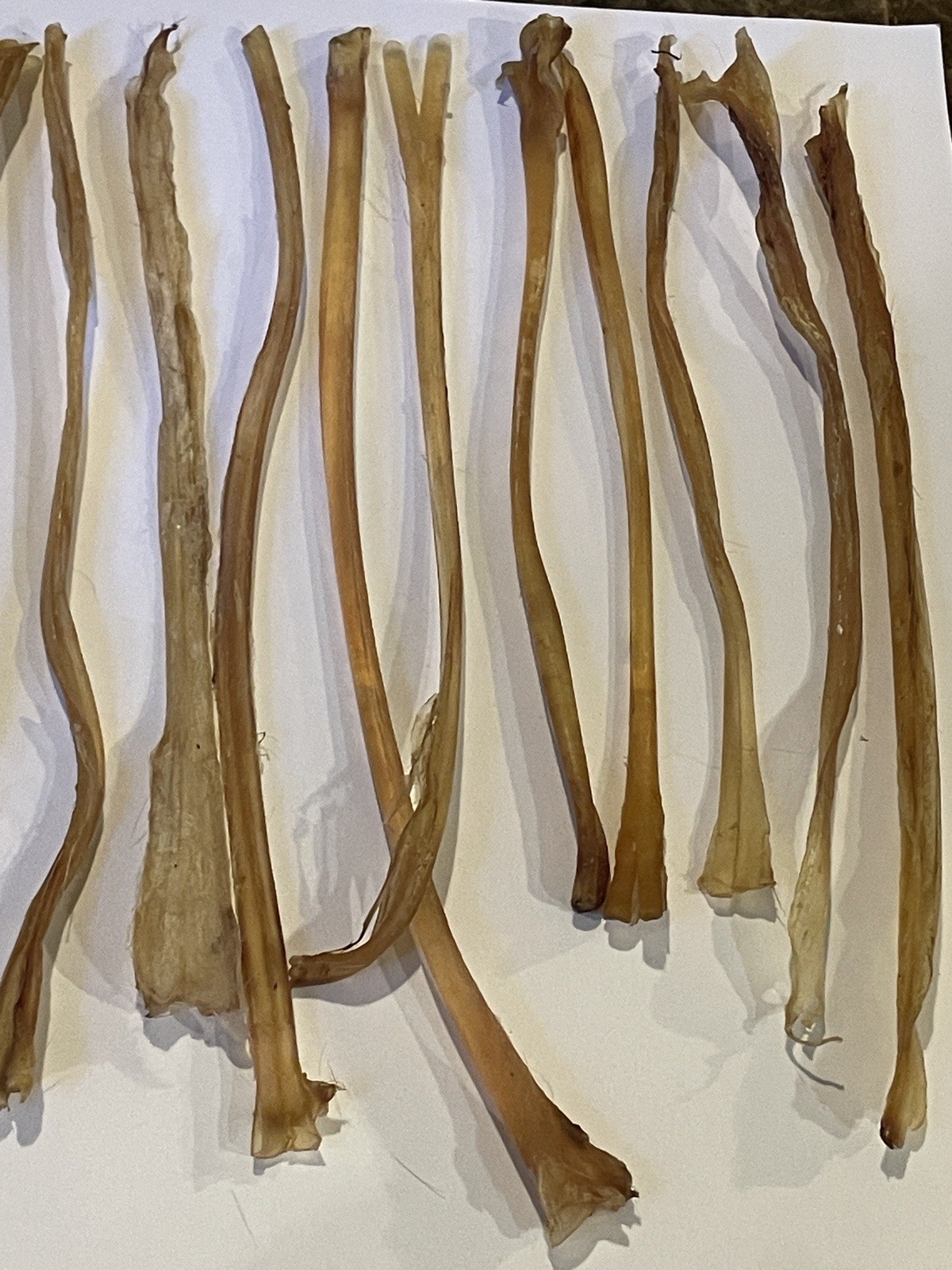 Deer Leg Sinew 11 Pieces Genuine Primitive Crafts Bow Arrow Native Authentic US