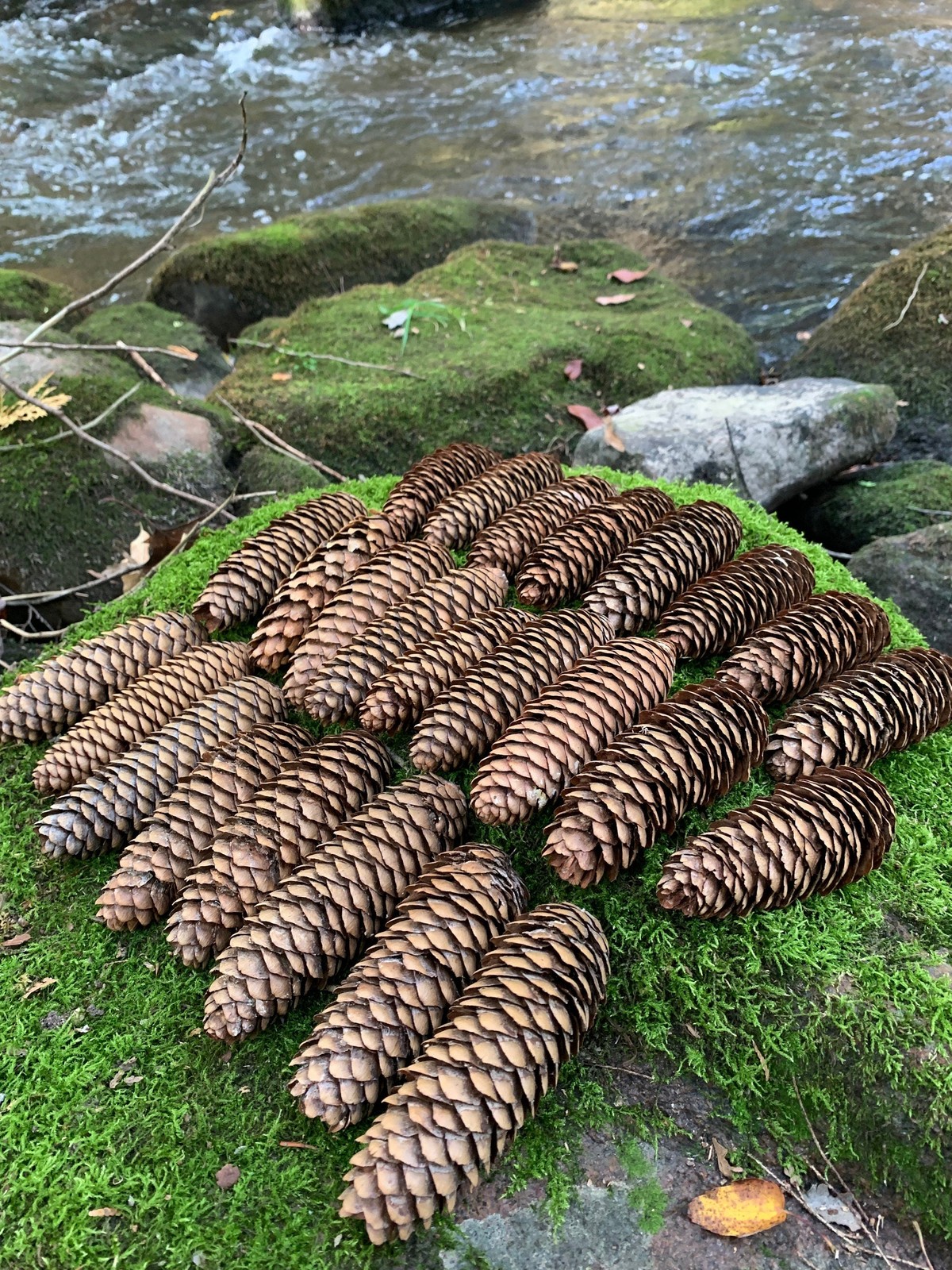 Pine Cones, Larger, Norway Spruce, 25 count, not weathered or gray