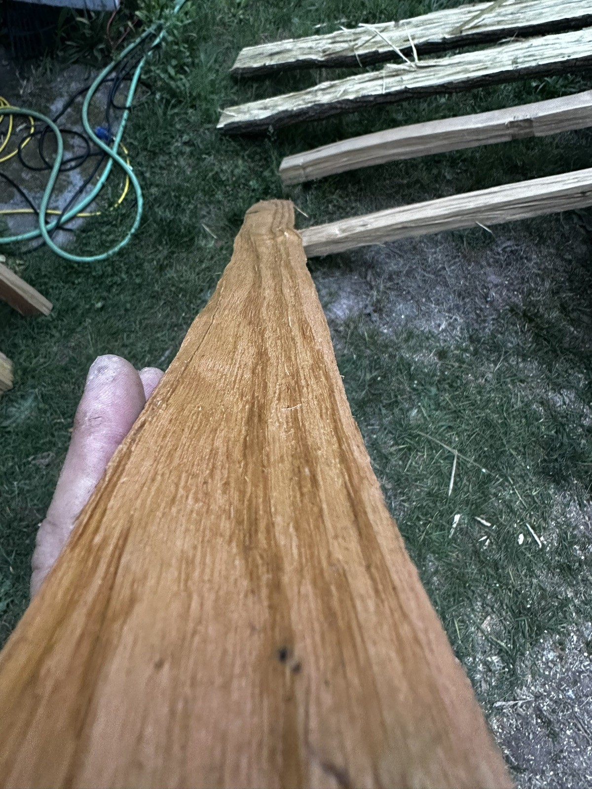 Premium Grade, Aged And Cured Black Locust Bow Staves