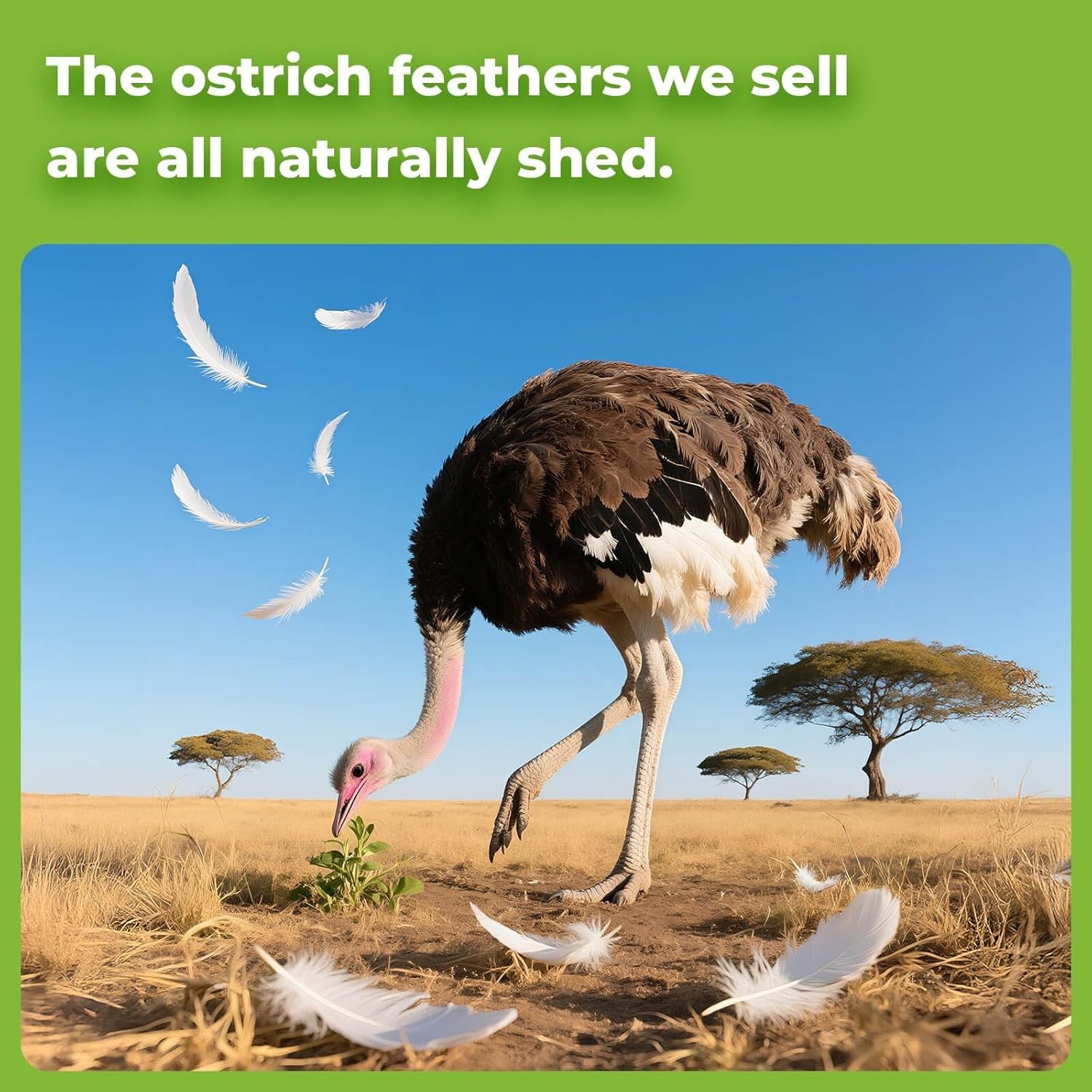 Cruelty-Free White Ostrich Feathers 6-8 inches – Stylish Wedding & DIY Supplies